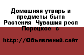 Домашняя утварь и предметы быта Растения. Чувашия респ.,Порецкое. с.